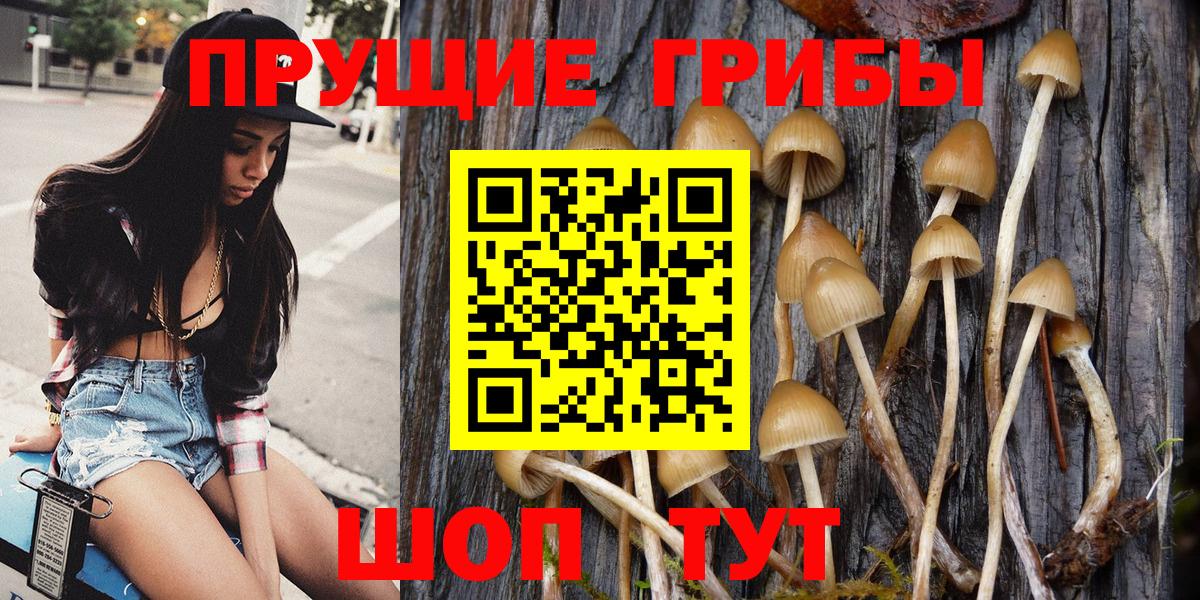 где найти наркотики  Ногинск  Псилоцибиновые грибы GOLDEN TEACHER 